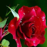 Ayşegül Sağlam (@gny_sglm) 's Twitter Profile