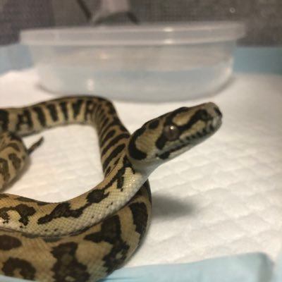 Kj Reptiles 皆さんおはようございます 急に水浴びが好きになったマホさん 笑ってるよね ボールパイソン 06shockwabe Nocarpetnolife マホガニー Kj Reptiles 皆さんおはようございます 急に水浴びが好きになったマホさん 笑ってるよね ボールパイソン 06shockwabe Nocarpetnolife マホガニー