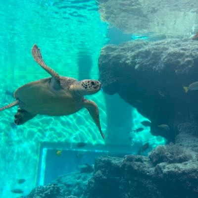 ryuuuto_ichica's profile picture. オーイシ大好き。