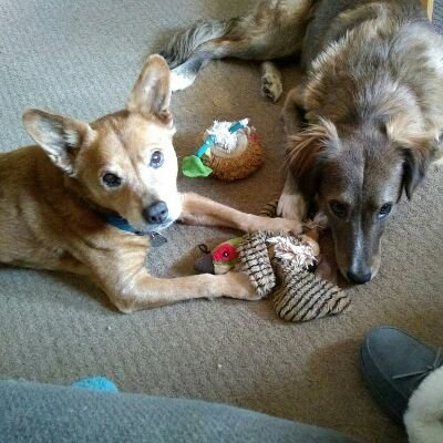 BertaMassaro's profile picture. Mom, Grandmom, Dog Mom. Survivor of too many things. Still looking for answers. Lifetime liberal. 🌊2024 #StandWithUkraine #HarrisWalz2024