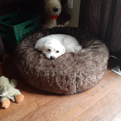 AdamOfficeMusi8's profile picture. @JustinBieber