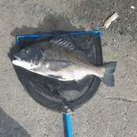 タミロック (愛知釣りアカ🎣) (@efsxw3vqr1ehvgl) 's Twitter Profile