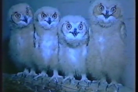 alantrewartha's profile picture. https://t.co/hZm5N9roQq  Take 4 normal people into your home. Sit em on the arm of a chair. Ask em a few… personal questions… Tickle em a bit…