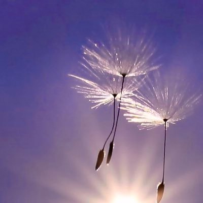 espoiremeraude's profile picture. 青い色が好きツ