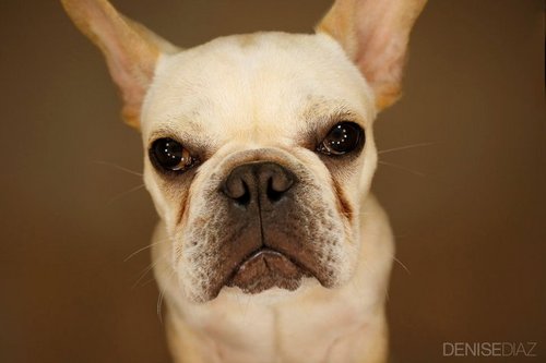 Yeah, I'm a dog with a twitter.