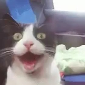 zenl1ghts's profile picture. ##