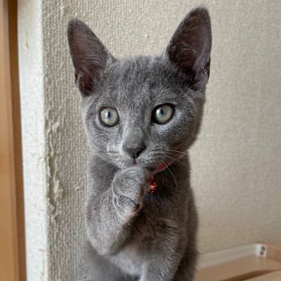 azukuronaaaさんのプロフィール画像
