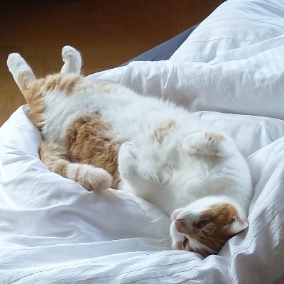 NLachat's profile picture. 