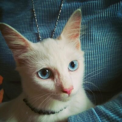 Iam Oppa @SongSH 's little sister🙆he is my online Oppa😂|
💗Bollywood,Telenovela, Korean Drama| i adore @AhemSharrma @enriqueiglesias @BTS_twt #RM 🇵🇸