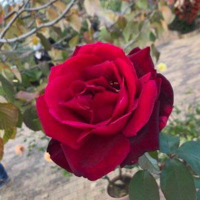 erieri_music_'s profile picture. たまにはギターを弾いてもいいじゃない