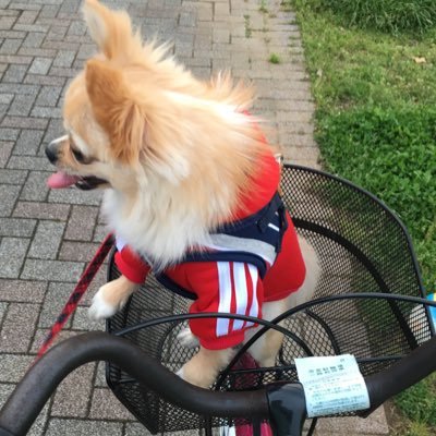 inuwasi_garu's profile picture. カメラ撮ります📸