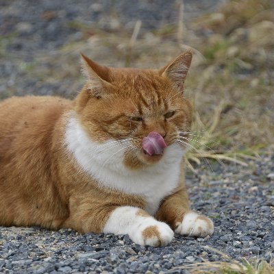 スキーと天文、そして猫と音楽が好きなオジサンです。