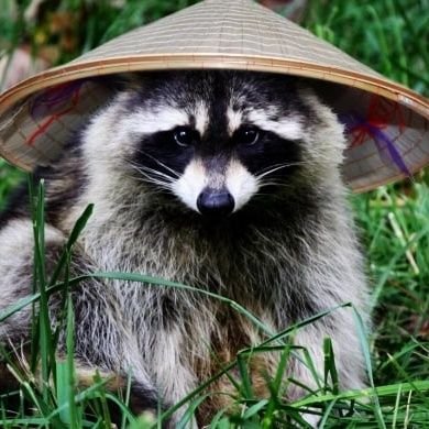 peacefulraccoon's profile picture. 