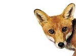 Fox Catering design, supplies and maintains commercial kitchens and associated ventilation systems across the UK