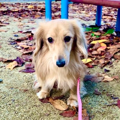 Coron🐶2.9kg→3.7kg♂2018年3月28日生まれ カニンヘンダックス 2020年11月22日保護犬だったCoronが家族になりました (成長記録) 🌸🌼#Dachshund #カニンヘンダックス #保護犬 #ダックス
