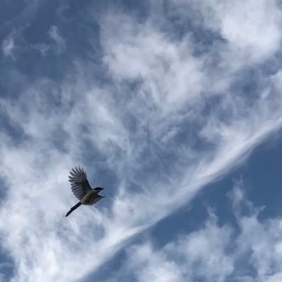 syfless1's profile picture. front-end engineer in alibaba dingtalk. Nogizaka46 fan, saito asuka, yamashita mizuki dasuki