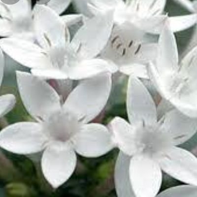 Nosraa's profile picture.