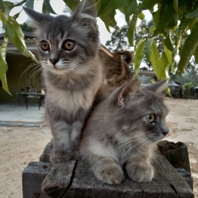 Agyazid1's profile picture. 