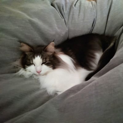 RkRm43733326's profile picture. non-ginger cat。栃木県宇都宮から気ままに情報発信。好きなことを自由に呟きます。