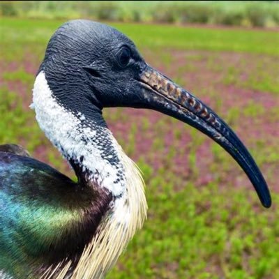 binchickenuout's profile picture. I'm just an average, everyday ibis. I like rubbish and some good hard juice. Will follow back if you’re a bin. -🗑️🐓