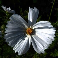 Victoria Perks (@bluebeebuzz) 's Twitter Profile