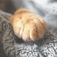 paws(@ricenoodle101) 's Twitter Profile Photo