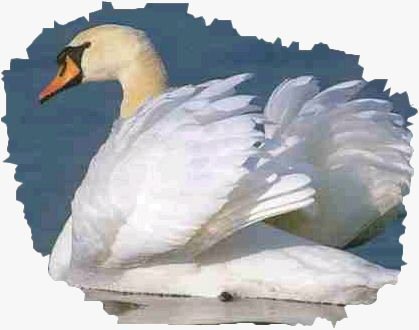 ritacapannolo70's profile picture. 