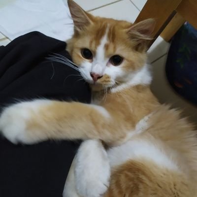 恋は何?