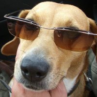 Beagleman(@Beagleman11) 's Twitter Profile Photo