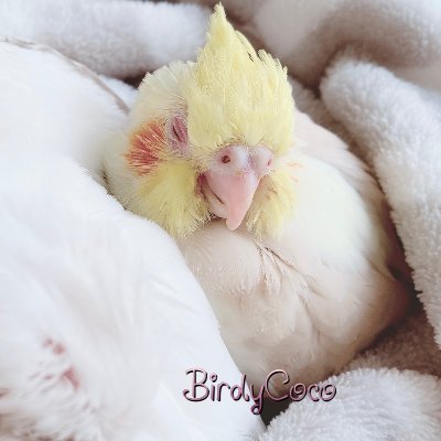 オカメインコさま専用ページ オカメインコさま専用ページ