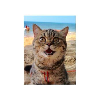 釈昶空(ねこにゃん)さんのプロフィール画像