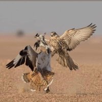 مالك الحريري (@tji3par5o80edjt) 's Twitter Profile