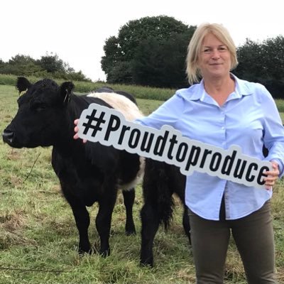 Planting hedgerows in the farmed landscape #24000trees Belted Galloway cattle conservation grazing @PastureForLife