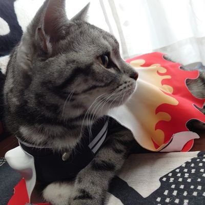 レオimoさんのプロフィール画像
