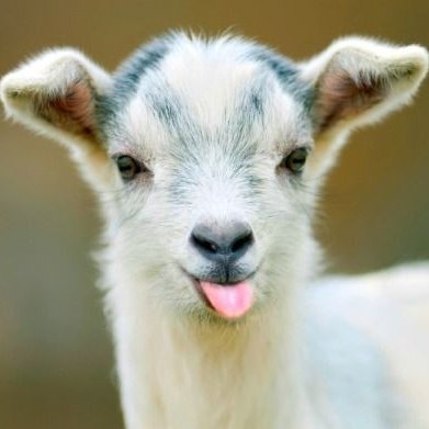 PaperyApe984185's profile picture. breaking the fifth wall