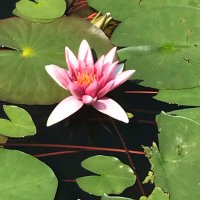 Caroline Johnstone (@cjohnstone28) 's Twitter Profile