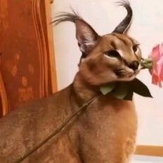 BelgianCJ's profile picture. 