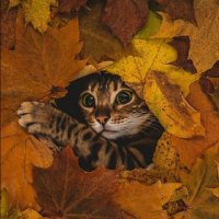 Yasemin (@yasemin14921143) 's Twitter Profile