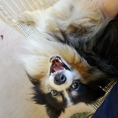 ImperialTrick's profile picture. 