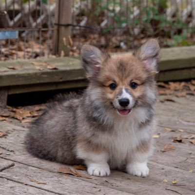 The fluffiest Corgi you will meet. AKC - Tri-umph Tipsy Squirrel of Raven-C.