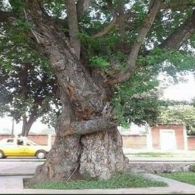 jfigueroaq1833's profile picture. 🌳Viaja, escucha buena🌞 música porque la vida es una sola🎶🎼