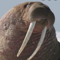 Mongo Marten (@martenmongo) 's Twitter Profile