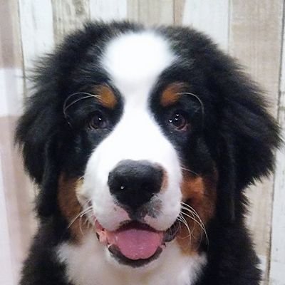 🐾 ディラン (♂)
🐶 Bernese mountain dog
🎂 2020/07
🏡 Japan
名前の由来のように湘南の地で水遊びが好きな子に育ちますように♡

無言フォロー失礼します🙇‍♀️