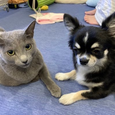 ট ইট র あお そらちゃん お気に入りのツムツムマスコットで遊んでる ケロッグの保冷バッグの上もお気に入りです ロシアンブルー ツムツム ケロッグ 保冷バッグ