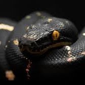 DPython010's profile picture. Live and love life. Take care of your love, and your life, and it will pay dividends. Find a passion and it will be a full life.