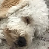 potatopotato (@brotatobrotato) 's Twitter Profile Photo