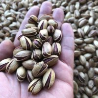 VERA FOOD - Antep Fıstığı - Siirt Fıstığı (@pistaciavera6) 's Twitter Profile Photo