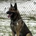 #dogs (@militarydogs) Twitter profile photo #dogs (@militarydogs) Twitter profile photo