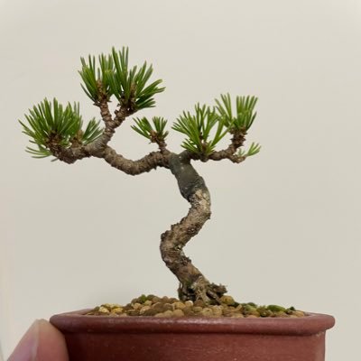 Yoshi_bonsai