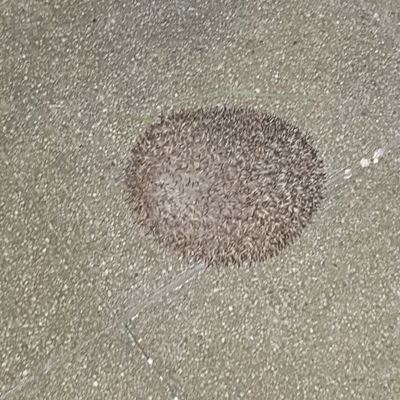 BMaibeche's profile picture. 